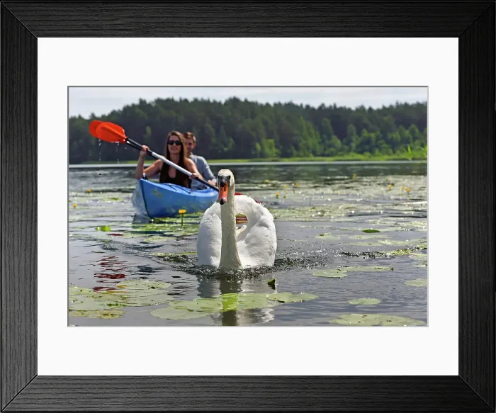 Framed Print : Canoe trip with swans on Lake Srovinaitis around Ginuciai, Aukstaitija National Park, Lithuania, Europe Framed Print : Canoe trip with swans on Lake Srovinaitis around Ginuciai, Aukstaitija National Park, Lithuania, Europe