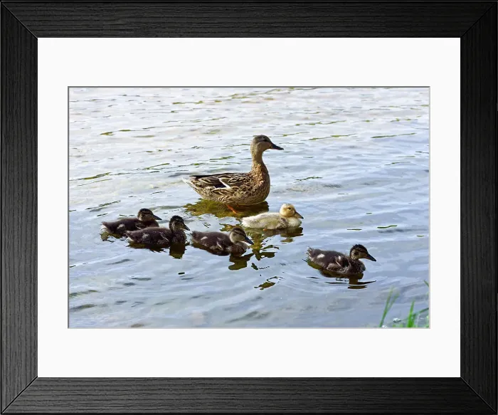 Framed Print : Female mallard and ducklings on the edge of Lusiai Lake at Paluse, Aukstaitija National Park, Lithuania, Europe Framed Print : Female mallard and ducklings on the edge of Lusiai Lake at Paluse, Aukstaitija National Park, Lithuania, Europe