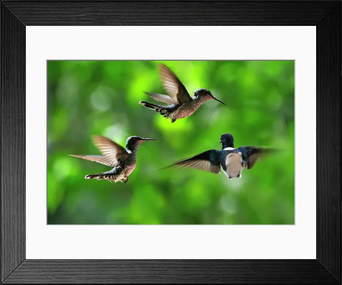 Framed Print : Florisuga mellivora (White-necked Jacobin) hovering, Soberania National Park, Republic of Panama, Central America Framed Print : Florisuga mellivora (White-necked Jacobin) hovering, Soberania National Park, Republic of Panama, Central America