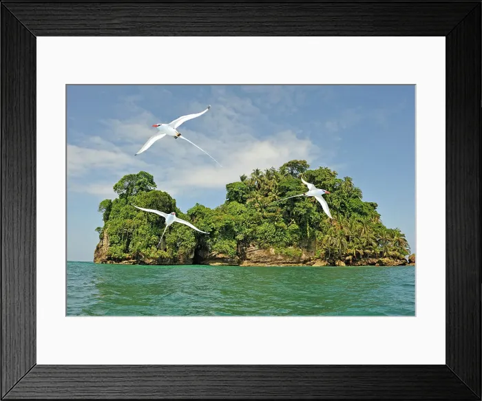 Framed Print : Seabirds Tropicbirds, Pajaros Islet (Swan's Cay off the coast of Boca del Drago on Colon Island, Bocas del Toro Archipelago, Republic of Panama, Central America) Framed Print : Seabirds Tropicbirds, Pajaros Islet (Swan's Cay off the coast of Boca del Drago on Colon Island, Bocas del Toro Archipelago, Republic of Panama, Central America)