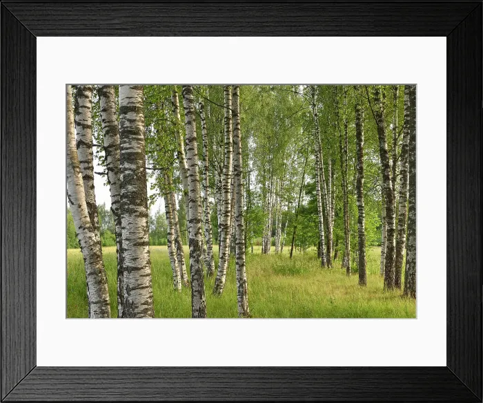 Framed Print : Birch wood on the homestead of Miskiniskes rural accommodations, Aukstaitija National Park, Lithuania, Europe Framed Print : Birch wood on the homestead of Miskiniskes rural accommodations, Aukstaitija National Park, Lithuania, Europe