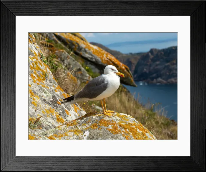 Framed Print : Yellow-legged gull (Larus Michahellis), Atlantic Islands Galicia Maritime Terrestrial National Park, Galicia, Spain, Europe Framed Print : Yellow-legged gull (Larus Michahellis), Atlantic Islands Galicia Maritime Terrestrial National Park, Galicia, Spain, Europe