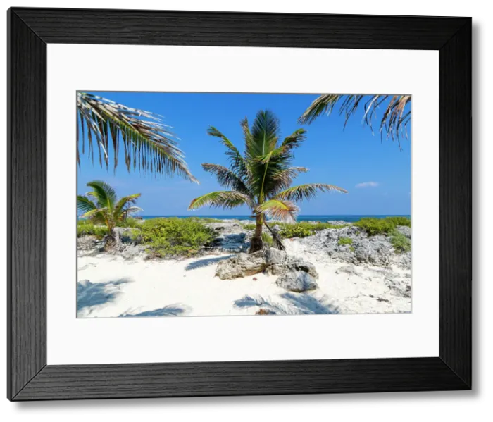 Framed Print : Coconut palm tree growing on rocky shoreline, Isla Mujeres, Caribbean Coast, Cancun, Quintana Roo, Mexico, North America
