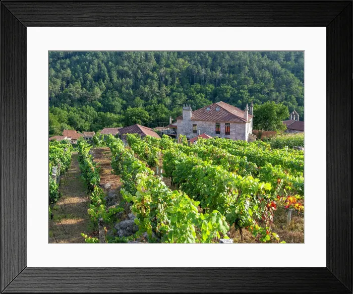 Framed Print : Grapes growing on grapevines, Ribeiro wine region, Pazos de Arenteiro, Boboras, Ourense province, Galicia, Spain, Europe Framed Print : Grapes growing on grapevines, Ribeiro wine region, Pazos de Arenteiro, Boboras, Ourense province, Galicia, Spain, Europe