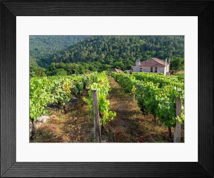 Framed Print : Grapes growing on grapevines, Ribeiro wine region, Pazos de Arenteiro, Boboras, Ourense province, Galicia, Spain, Europe Framed Print : Grapes growing on grapevines, Ribeiro wine region, Pazos de Arenteiro, Boboras, Ourense province, Galicia, Spain, Europe