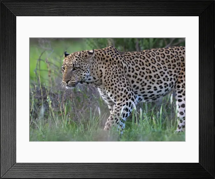 Framed Print : Leopard (Panthera pardus) male, Kgalagadi Transfrontier Park, Northern Cape, South Africa, Africa Framed Print : Leopard (Panthera pardus) male, Kgalagadi Transfrontier Park, Northern Cape, South Africa, Africa