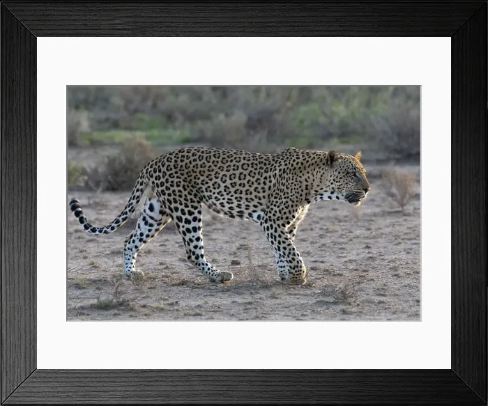 Framed Print : Leopard (Panthera pardus) male, Kgalagadi Transfrontier Park, Northern Cape, South Africa, Africa Framed Print : Leopard (Panthera pardus) male, Kgalagadi Transfrontier Park, Northern Cape, South Africa, Africa