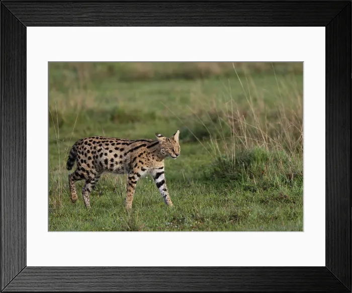 Framed Print : Serval (Leptailurus serval), Masai Mara, Kenya, East Africa, Africa Framed Print : Serval (Leptailurus serval), Masai Mara, Kenya, East Africa, Africa