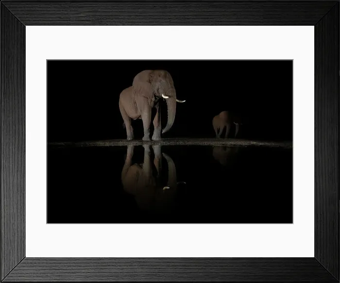 Framed Print : Elephant (Loxodonta africana) bull at night, Zimanga private game reserve, South Africa Framed Print : Elephant (Loxodonta africana) bull at night, Zimanga private game reserve, South Africa