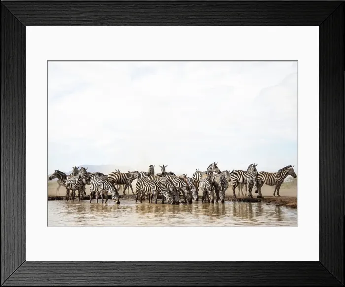 Framed Print : Plains zebra (Equus quagga), Shompole, Kenya, East Africa, Africa Framed Print : Plains zebra (Equus quagga), Shompole, Kenya, East Africa, Africa