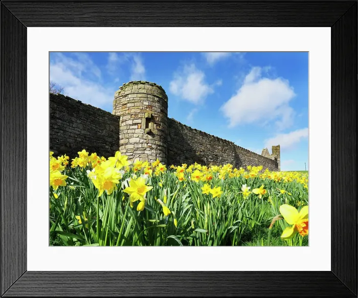 Framed Print : Daffodils by the wall of St. Andrews Cathedral, Fife, Scotland, United Kingdom, Europe Framed Print : Daffodils by the wall of St. Andrews Cathedral, Fife, Scotland, United Kingdom, Europe