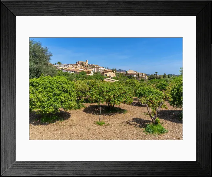 Framed Print : View of orange trees at hilltop town of Selva, Majorca, Balearic Islands, Spain, Mediterranean, Europe Framed Print : View of orange trees at hilltop town of Selva, Majorca, Balearic Islands, Spain, Mediterranean, Europe