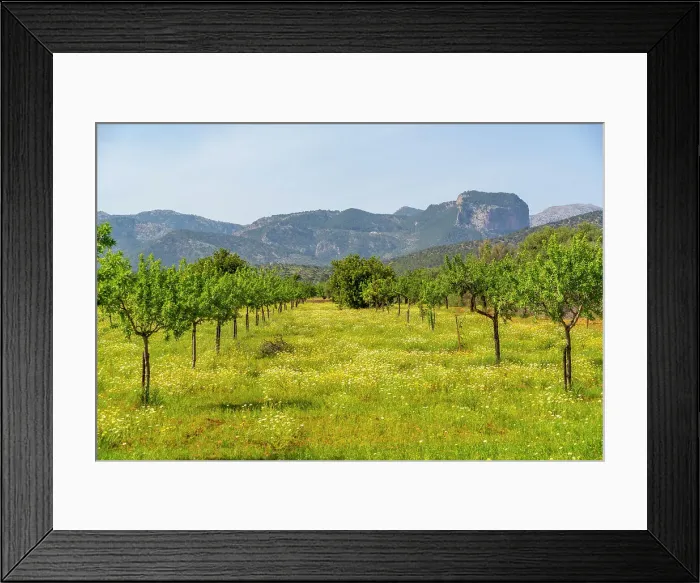 Framed Print : View of fruit trees and hills near Inca, Majorca, Balearic Islands, Spain, Mediterranean, Europe Framed Print : View of fruit trees and hills near Inca, Majorca, Balearic Islands, Spain, Mediterranean, Europe