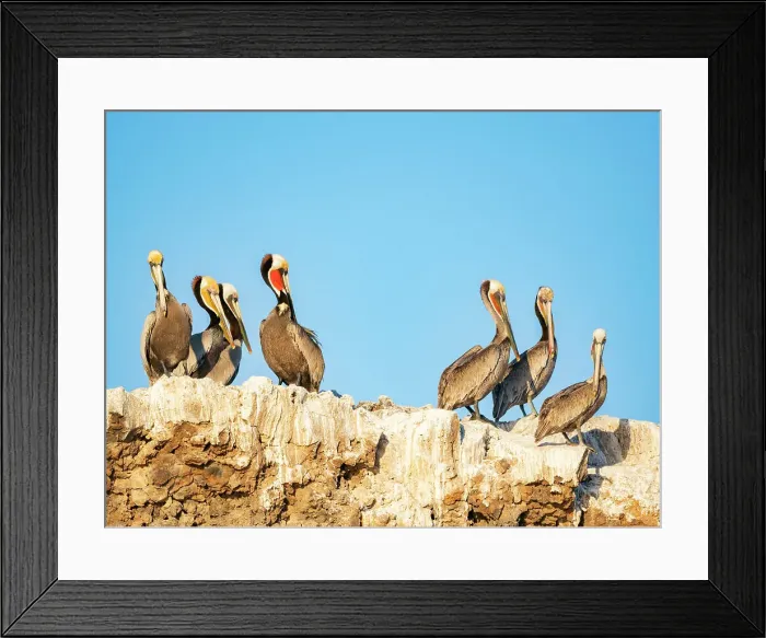 Framed Print : Adult brown pelicans (Pelecanus occidentalis), standing together on Isla Tortuga, Baja California, Mexico, North America Framed Print : Adult brown pelicans (Pelecanus occidentalis), standing together on Isla Tortuga, Baja California, Mexico, North America