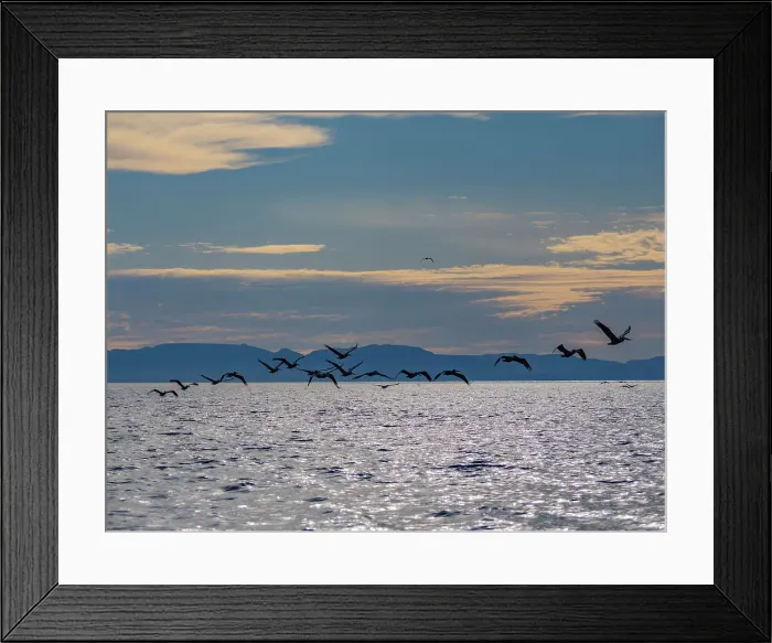Framed Print : Adult brown pelicans (Pelecanus occidentalis), in formation in flight near Isla Tortuga, Baja California, Mexico, North America Framed Print : Adult brown pelicans (Pelecanus occidentalis), in formation in flight near Isla Tortuga, Baja California, Mexico, North America