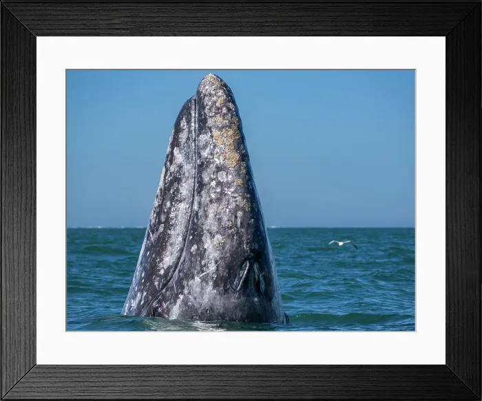 Framed Print : Adult California gray whale (Eschrictius robustus), spy-hopping in San Ignacio Lagoon, Baja California, Mexico, North America Framed Print : Adult California gray whale (Eschrictius robustus), spy-hopping in San Ignacio Lagoon, Baja California, Mexico, North America