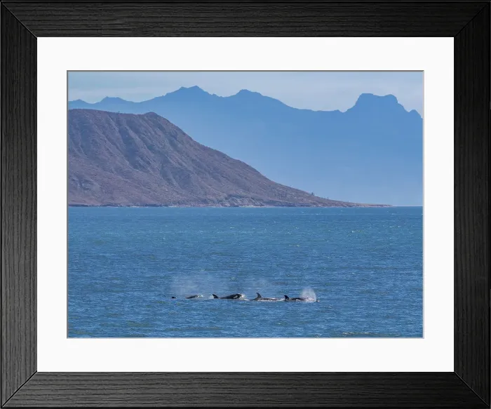 Framed Print : Killer whales (Orcinus orca), off Isla Carmen, Baja California Sur, Mexico, North America Framed Print : Killer whales (Orcinus orca), off Isla Carmen, Baja California Sur, Mexico, North America