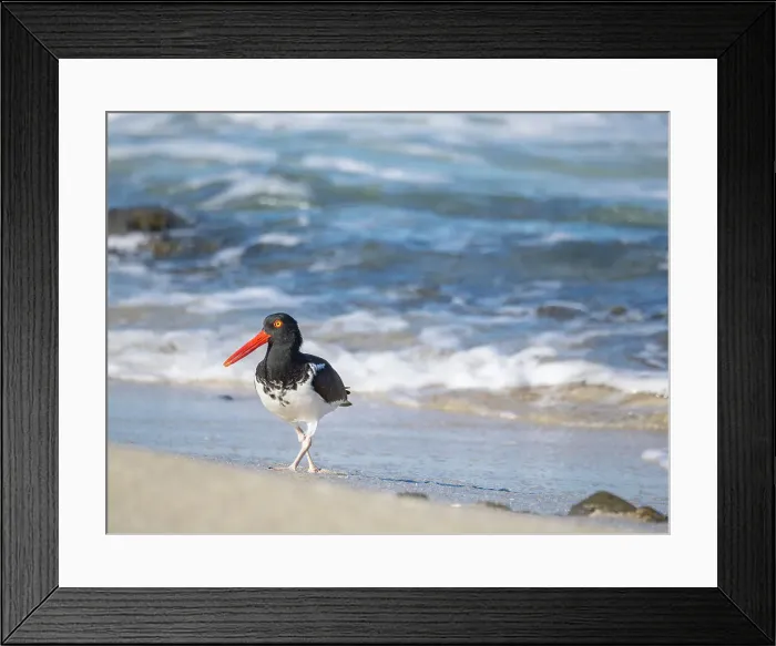 Framed Print : American oystercatcher (Haematopus palliatus), on Isla Espiritu Santo, Baja California Sur, Sea of Cortez, Mexico, North America Framed Print : American oystercatcher (Haematopus palliatus), on Isla Espiritu Santo, Baja California Sur, Sea of Cortez, Mexico, North America