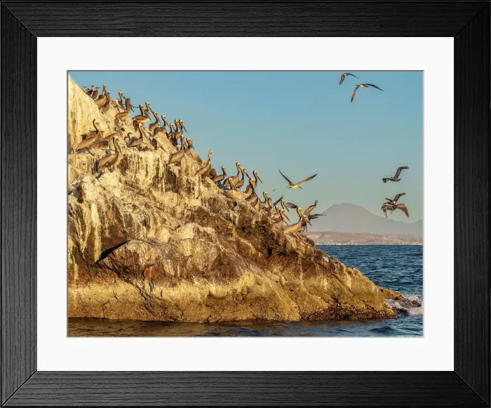 Framed Print : Adult brown pelicans (Pelecanus occidentalis), on a small islet near Isla San Marcos, Baja California, Mexico, North America Framed Print : Adult brown pelicans (Pelecanus occidentalis), on a small islet near Isla San Marcos, Baja California, Mexico, North America