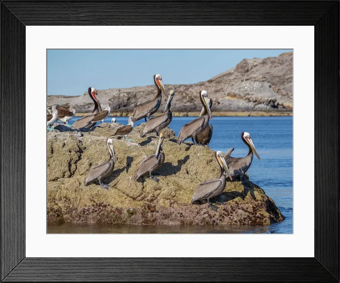 Framed Print : Adult brown pelicans (Pelecanus occidentalis), on a small islet near Isla Salsipuedes, Baja California, Mexico, North America Framed Print : Adult brown pelicans (Pelecanus occidentalis), on a small islet near Isla Salsipuedes, Baja California, Mexico, North America