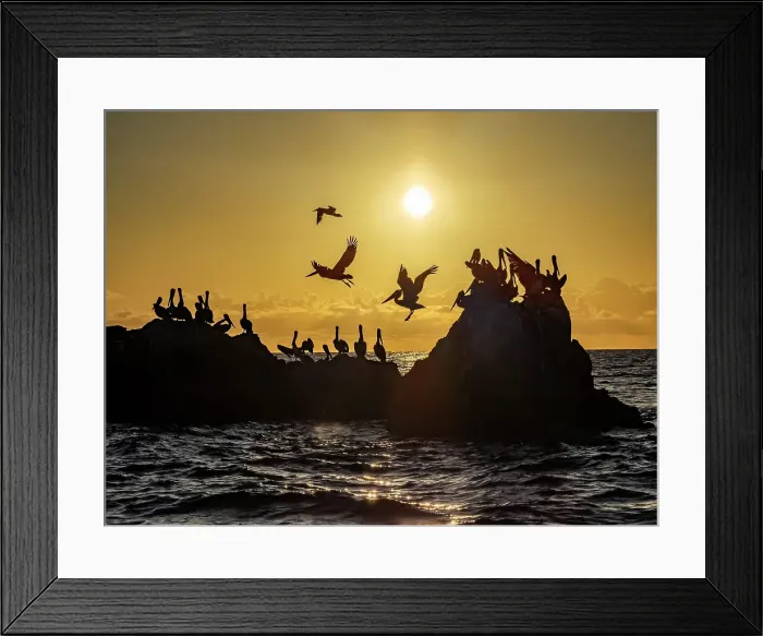 Framed Print : Adult brown pelicans (Pelecanus occidentalis), on a small islet near Isla San Marcos, Baja California, Mexico, North America Framed Print : Adult brown pelicans (Pelecanus occidentalis), on a small islet near Isla San Marcos, Baja California, Mexico, North America