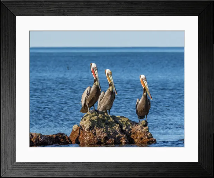 Framed Print : Adult brown pelicans (Pelecanus occidentalis), on a small islet near Isla Salsipuedes, Baja California, Mexico, North America Framed Print : Adult brown pelicans (Pelecanus occidentalis), on a small islet near Isla Salsipuedes, Baja California, Mexico, North America