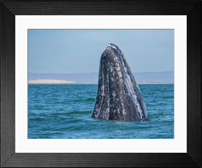 Framed Print : Adult California gray whale (Eschrictius robustus), spy-hopping in San Ignacio Lagoon, Baja California, Mexico, North America Framed Print : Adult California gray whale (Eschrictius robustus), spy-hopping in San Ignacio Lagoon, Baja California, Mexico, North America
