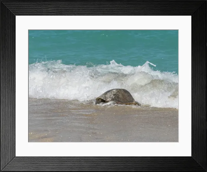 Framed Print : An adult female green sea turtle (Chelonia mydas), coming ashore to nest on Isla Espiritu Santo, Sea of Cortez, Mexico, North America Framed Print : An adult female green sea turtle (Chelonia mydas), coming ashore to nest on Isla Espiritu Santo, Sea of Cortez, Mexico, North America