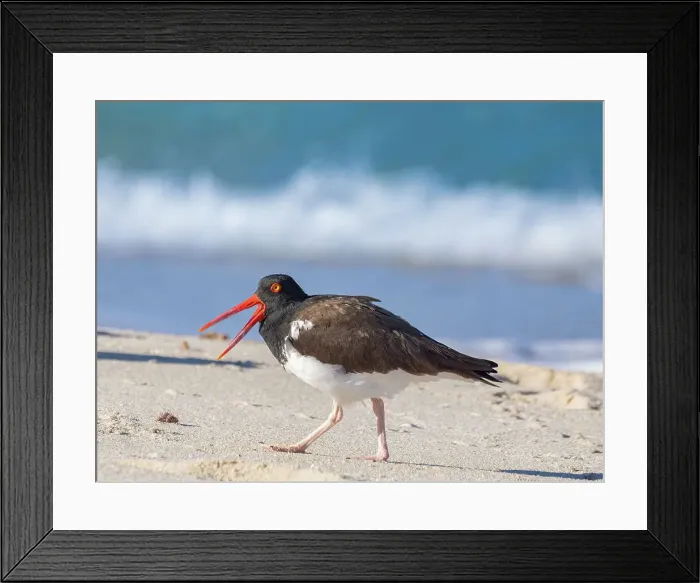 Framed Print : American oystercatcher (Haematopus palliatus), on Isla Espiritu Santo, Baja California Sur, Sea of Cortez, Mexico, North America Framed Print : American oystercatcher (Haematopus palliatus), on Isla Espiritu Santo, Baja California Sur, Sea of Cortez, Mexico, North America