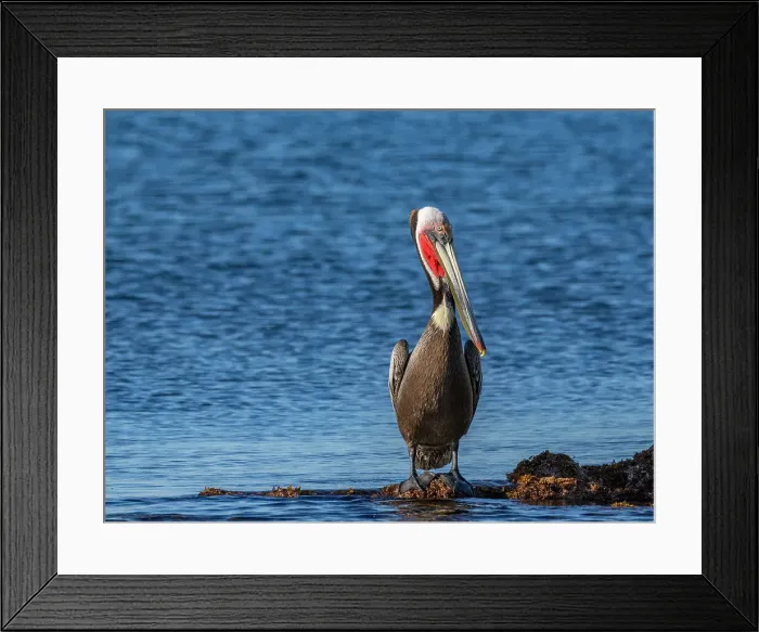 Framed Print : Adult brown pelican (Pelecanus occidentalis), on a small islet near Isla Salsipuedes, Baja California, Mexico, North America Framed Print : Adult brown pelican (Pelecanus occidentalis), on a small islet near Isla Salsipuedes, Baja California, Mexico, North America