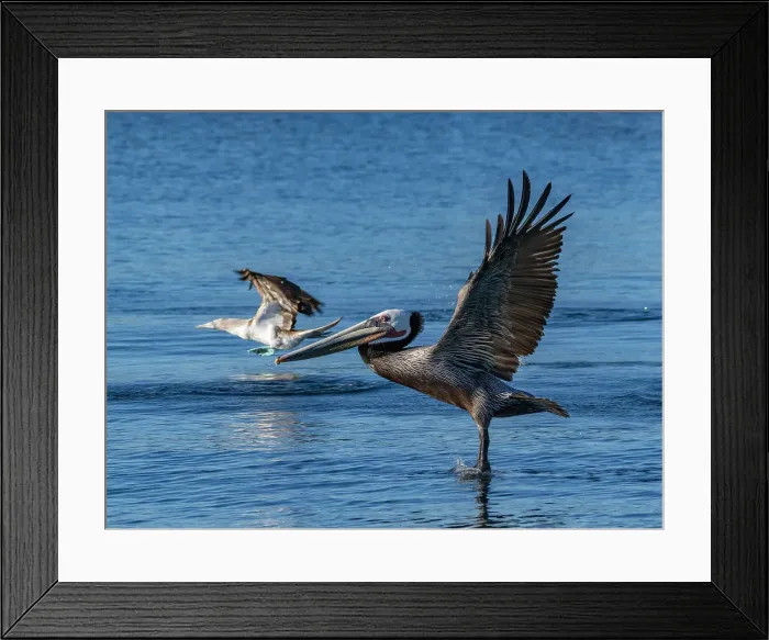 Framed Print : Adult brown pelican (Pelecanus occidentalis), taking flight on a small islet near Isla Salsipuedes, Baja California, Mexico, North America Framed Print : Adult brown pelican (Pelecanus occidentalis), taking flight on a small islet near Isla Salsipuedes, Baja California, Mexico, North America
