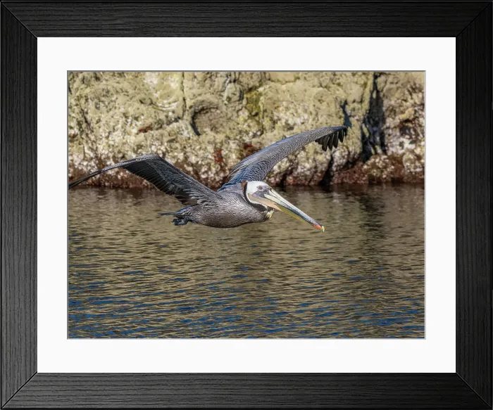 Framed Print : Adult brown pelican (Pelecanus occidentalis), taking flight on a small islet near Isla Salsipuedes, Baja California, Mexico, North America Framed Print : Adult brown pelican (Pelecanus occidentalis), taking flight on a small islet near Isla Salsipuedes, Baja California, Mexico, North America