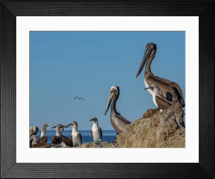 Framed Print : Adult brown pelicans (Pelecanus occidentalis), on a small islet near Isla Salsipuedes, Baja California, Mexico, North America Framed Print : Adult brown pelicans (Pelecanus occidentalis), on a small islet near Isla Salsipuedes, Baja California, Mexico, North America