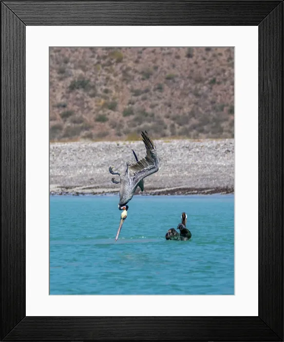 Framed Print : Adult brown pelicans (Pelecanus occidentalis), plunge diving for fish, Isla Carmen, Baja California Sur, Mexico, North America Framed Print : Adult brown pelicans (Pelecanus occidentalis), plunge diving for fish, Isla Carmen, Baja California Sur, Mexico, North America