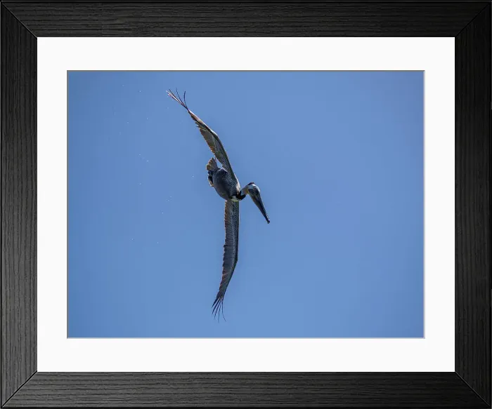Framed Print : Adult brown pelican (Pelecanus occidentalis), plunge diving for fish, Isla Carmen, Baja California Sur, Mexico, North America Framed Print : Adult brown pelican (Pelecanus occidentalis), plunge diving for fish, Isla Carmen, Baja California Sur, Mexico, North America