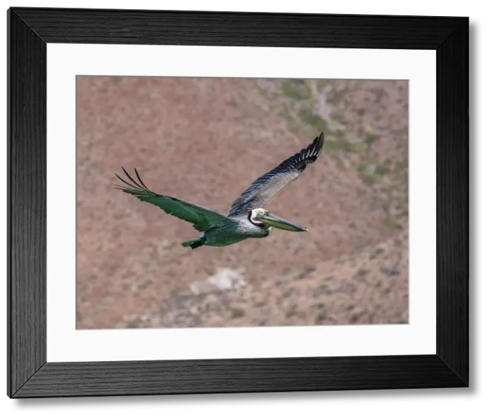 Framed Print : Adult brown pelican (Pelecanus occidentalis), in flight, Isla Carmen, Baja California Sur, Mexico, North America Framed Print : Adult brown pelican (Pelecanus occidentalis), in flight, Isla Carmen, Baja California Sur, Mexico, North America