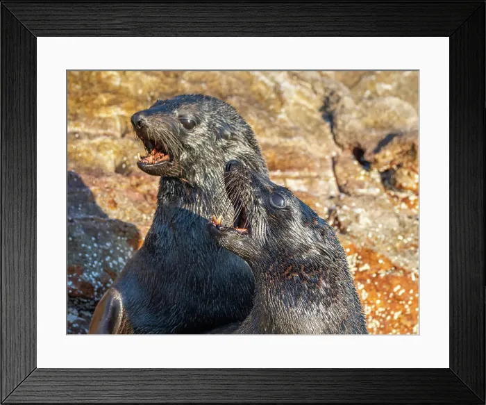 Framed Print : Guadalupe fur seals (Arctocephalus townsendi), at new haul out on Las Animas Island, Baja California Sur, Sea of Cortez, Mexico, North America Framed Print : Guadalupe fur seals (Arctocephalus townsendi), at new haul out on Las Animas Island, Baja California Sur, Sea of Cortez, Mexico, North America