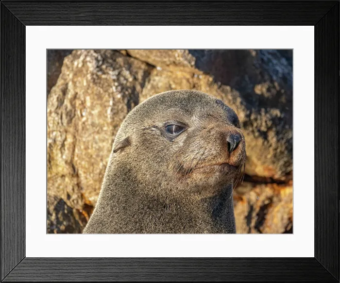 Framed Print : Guadalupe fur seal (Arctocephalus townsendi), at new haul out on Las Animas Island, Baja California Sur, Sea of Cortez, Mexico, North America