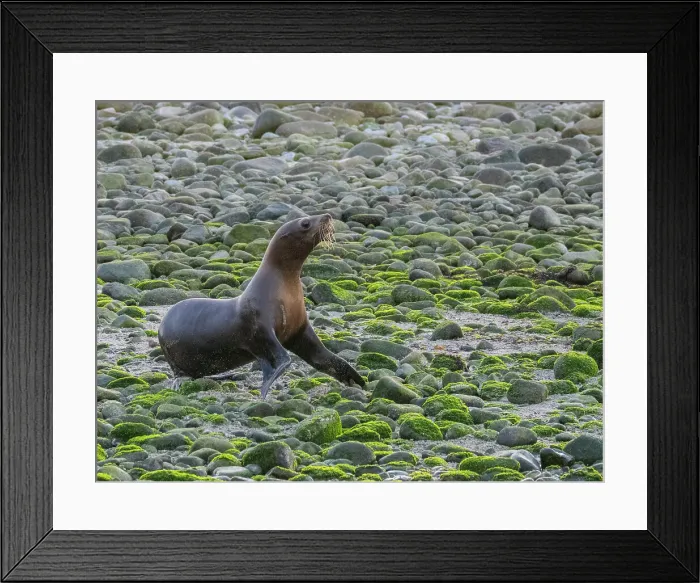 Framed Print : California sea lions (Zalophus californianus), stampeding on the beach in Puerto Refugio, Baja California, Sea of Cortez, Mexico, North America Framed Print : California sea lions (Zalophus californianus), stampeding on the beach in Puerto Refugio, Baja California, Sea of Cortez, Mexico, North America