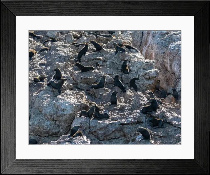 Framed Print : Guadalupe fur seals (Arctocephalus townsendi), at new haul out on Las Animas Island, Baja California Sur, Sea of Cortez, Mexico, North America Framed Print : Guadalupe fur seals (Arctocephalus townsendi), at new haul out on Las Animas Island, Baja California Sur, Sea of Cortez, Mexico, North America