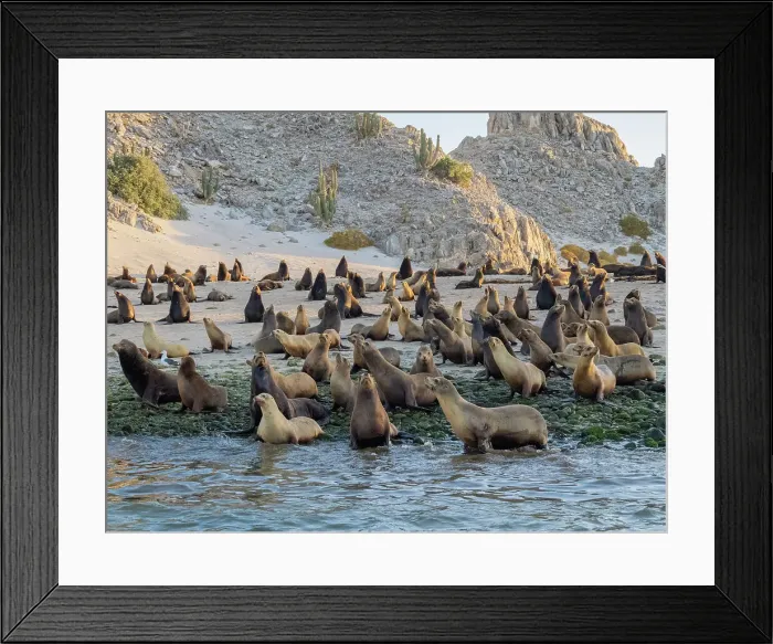 Framed Print : California sea lions (Zalophus californianus), stampeding on the beach in Puerto Refugio, Baja California, Sea of Cortez, Mexico, North America Framed Print : California sea lions (Zalophus californianus), stampeding on the beach in Puerto Refugio, Baja California, Sea of Cortez, Mexico, North America