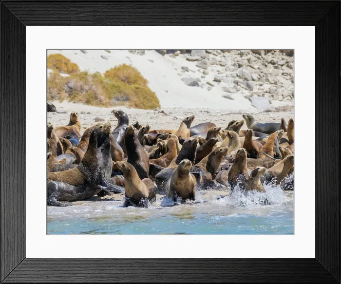 Framed Print : California sea lions (Zalophus californianus), stampeding on the beach in Puerto Refugio, Baja California, Sea of Cortez, Mexico, North America Framed Print : California sea lions (Zalophus californianus), stampeding on the beach in Puerto Refugio, Baja California, Sea of Cortez, Mexico, North America