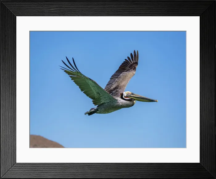 Framed Print : Adult brown pelican (Pelecanus occidentalis), in flight, Isla Carmen, Baja California Sur, Mexico, North America Framed Print : Adult brown pelican (Pelecanus occidentalis), in flight, Isla Carmen, Baja California Sur, Mexico, North America