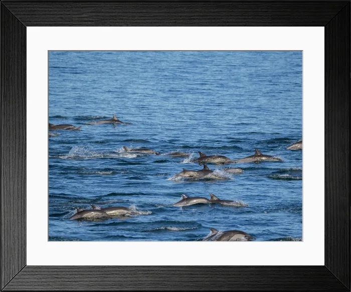 Framed Print : A long-beaked common dolphin pod (Delphinus capensis), traveling off Gorda Banks, Baja California Sur, Mexico, North America Framed Print : A long-beaked common dolphin pod (Delphinus capensis), traveling off Gorda Banks, Baja California Sur, Mexico, North America