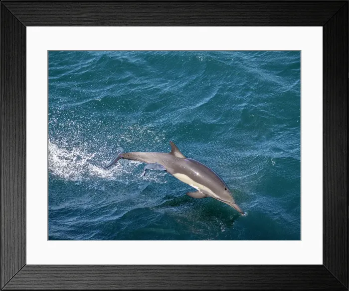 Framed Print : Long-beaked common dolphin (Delphinus capensis), leaping with remora in Cabo Pulmo National Marine Park, Baja California Sur, Mexico, North America Framed Print : Long-beaked common dolphin (Delphinus capensis), leaping with remora in Cabo Pulmo National Marine Park, Baja California Sur, Mexico, North America