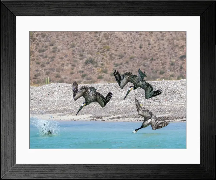 Framed Print : Adult brown pelicans (Pelecanus occidentalis), plunge diving for fish, Isla Carmen, Baja California Sur, Mexico, North America Framed Print : Adult brown pelicans (Pelecanus occidentalis), plunge diving for fish, Isla Carmen, Baja California Sur, Mexico, North America