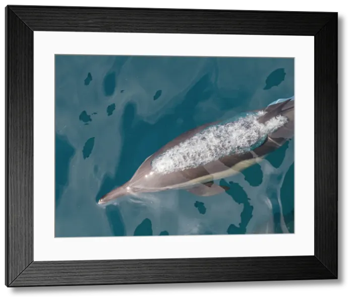 Framed Print : A long-beaked common dolphin (Delphinus capensis), surfacing off Gorda Banks, Baja California Sur, Mexico, North America Framed Print : A long-beaked common dolphin (Delphinus capensis), surfacing off Gorda Banks, Baja California Sur, Mexico, North America