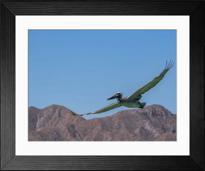 Framed Print : Adult brown pelican (Pelecanus occidentalis), plunge diving for fish, Isla Carmen, Baja California Sur, Mexico, North America Framed Print : Adult brown pelican (Pelecanus occidentalis), plunge diving for fish, Isla Carmen, Baja California Sur, Mexico, North America
