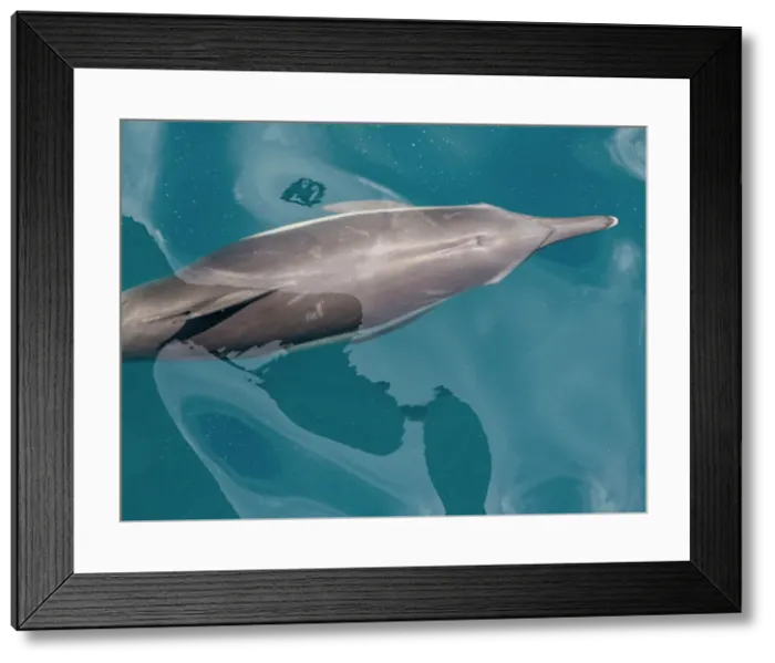 Framed Print : A long-beaked common dolphin (Delphinus capensis), surfacing off Gorda Banks, Baja California Sur, Mexico, North America Framed Print : A long-beaked common dolphin (Delphinus capensis), surfacing off Gorda Banks, Baja California Sur, Mexico, North America