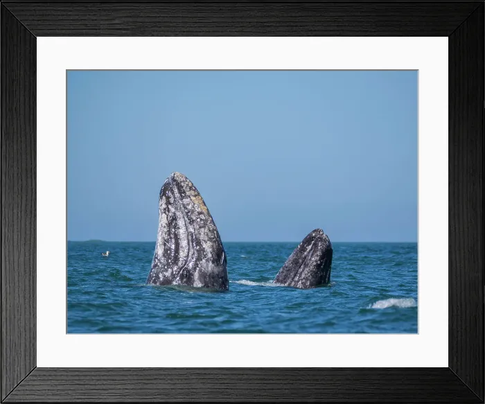 Framed Print : Adult California gray whales (Eschrictius robustus), spy-hopping in San Ignacio Lagoon, Baja California, Mexico, North America Framed Print : Adult California gray whales (Eschrictius robustus), spy-hopping in San Ignacio Lagoon, Baja California, Mexico, North America